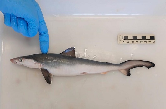 Fiocruz detecta contaminação por cocaína em tubarões, no Rio de Janeiro
