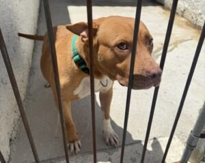 6979183b842e7xcnvy_larg-300x239 Feira de Adoção em Araruama busca  lares para cães e gatos neste fim de semana