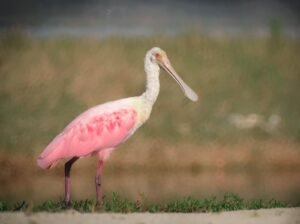 WhatsApp-Image-2026-03-19-at-17.39.22-300x224 Turismo