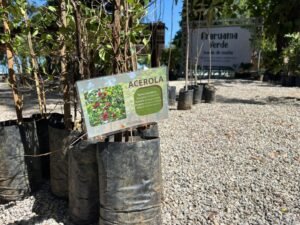 69e934cf58848xs26p_larg-300x225 Mais de 430 mudas são doadas em Araruama