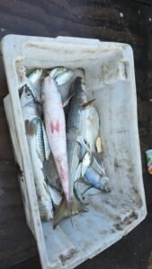 WhatsApp-Image-2026-04-02-at-11.39.23-169x300 Tainha da Lagoa de Araruama pode ganhar Indicação Geográfica